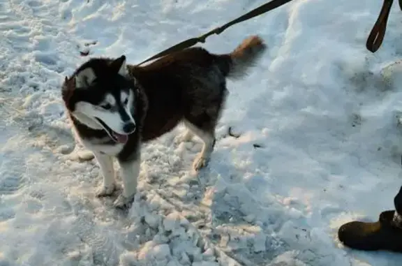 Найдена собака, Ковров, фото: Найдена собака, Летняя улица, 56, Ковров - чёрно-белая хаски