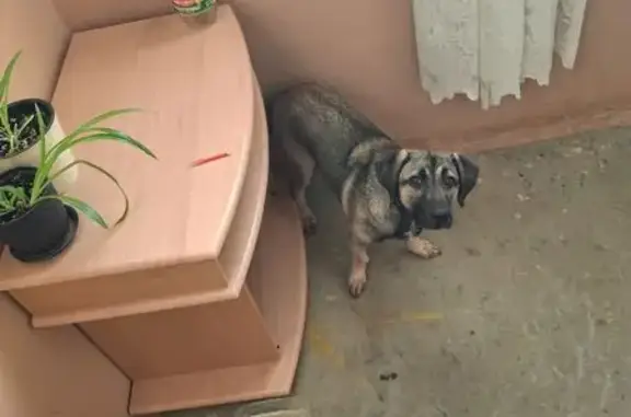 Найдена собака, Волжский, фото: Найдена собака, улица Мира, Волжский - серая, среднего размера