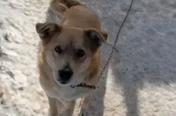 Пропала собака, Сорокинская улица, 128, Соль-Илецк - убежала из двора - photo