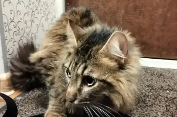 Найдена кошка, Ярославль, фото: Найдена кошка, улица Майорова, 5, Ярославль - пушистая и ласковая