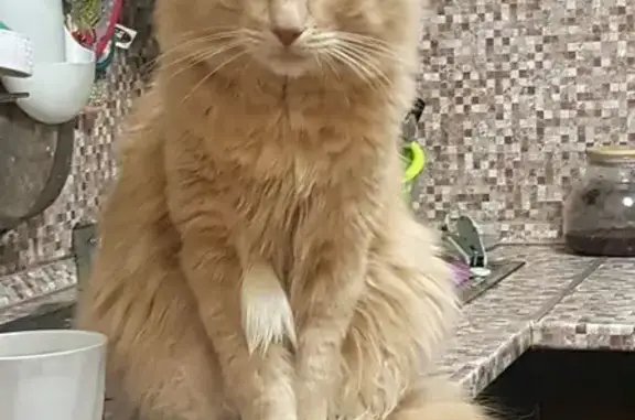 Пропал кот, проспект Маршака, Санкт-Петербург - пушистый, окрас персиковый - photo