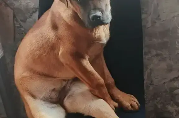 Пропала собака, женский пол, улица Осипенко, Сальск - рыжая Канэ Корсо - photo