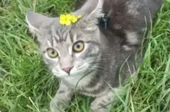 Окрас серый упала с окна утром часов в 8:00-9:00 всегда сидит возле КБ мяукает чтобы его от туда забрали но когда мы уже пришли её там уже не было.