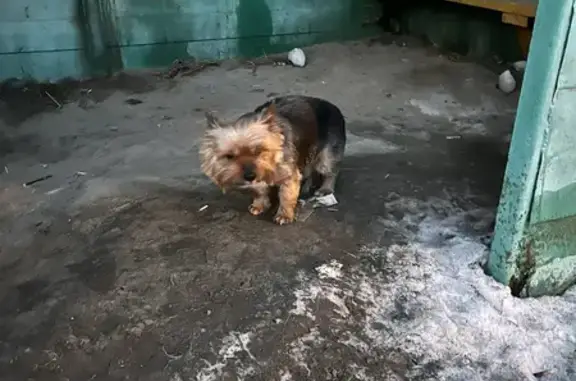 Найдена собака, Красный Камень, фото: Найден собака, Набережная улица, Увильды, Красный Камень - окрас черно рыжий