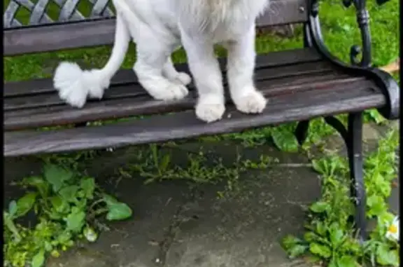 Потерянные животные Подольск, фото: Пропала кошка, Объездная дорога, к1, Подольск - белый мейн кун метис