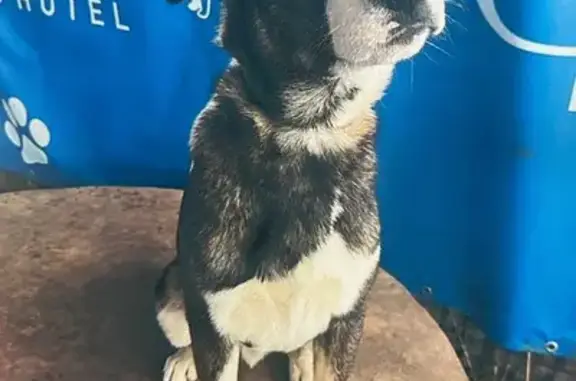 Пропал собака, мужской, улица Белинского, 1, Каменномостский - носик с пятнами - photo