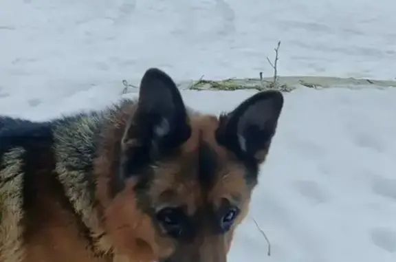 Найдена собака, Воронеж, фото: Найден собака, улица Домостроителей, 59, Воронеж - чепрачный окрас, немецкая овчарка