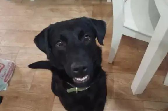 Найдена собака, Ярославль, фото: Найдена собака, девочка, улица Строителей, 11, Ярославль