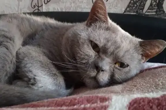 Пропал кот, Пролетарская улица, 72, Киров - серый с коричневыми глазами - photo