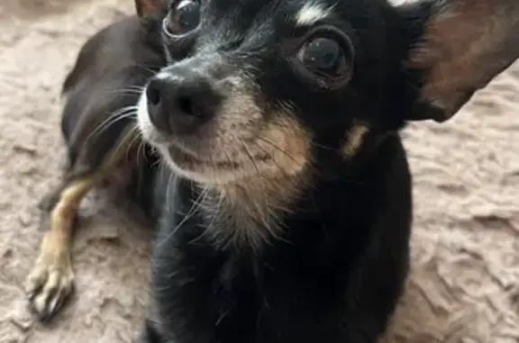 Пропала собака, женский пол, улица Рубина, 126, Усть-Лабинск - той-терьер, 13 лет - photo