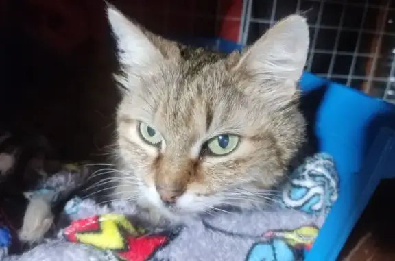 Найдена кошка, Казань, фото: Найдена кошка, улица Белинского, 31, Казань - рыже-серая, длинношерстная