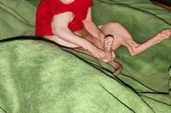 Пропал кот, Красноярск, Красноярский край - photo