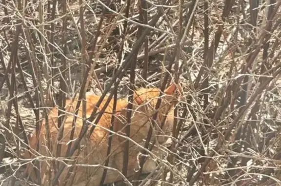 Найдена кошка, Тверь, фото: Найдена кошка, площадь Славы, Тверь - рыжий, небольшого размера