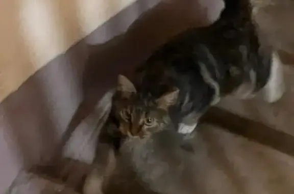 Найдена кошка, Всеволожск, фото: Найдена кошка, улица Героев, 9 к1, Всеволожск - похожа на домашнюю