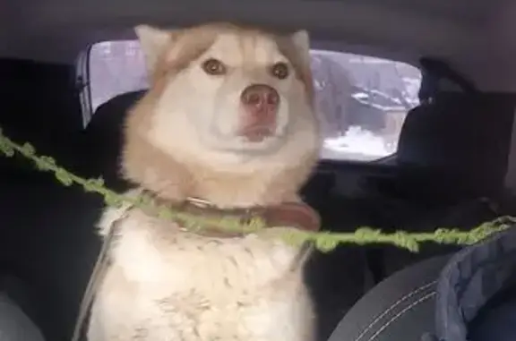 Пропал собака, Малоярославец, Калужская область - рыжий с светлой грудью - photo