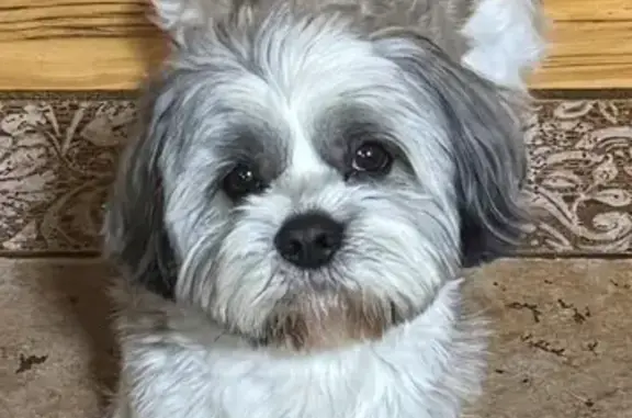 Пропал собака, мужской, улица Куйбышева, 38, Воронеж - бело-серый окрас, очень пугливый - photo