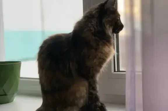 Кошки потеряшки, Новосибирск, фото: Потеряшка кошка, улица Виталия Потылицына, 13/2, Новосибирск - трёхцветная, без хвоста