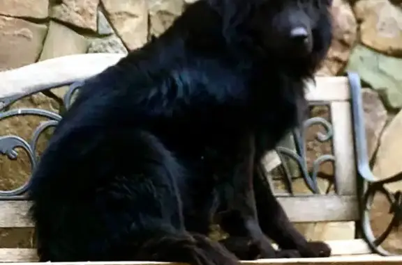 Пропал собака, мужской, улица Мира, 158, Ильский - черный ретривер - photo