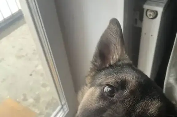 Найдена собака, Кадниково, фото: Найден собака, улица Врубеля, Кадниково - овчароид подросток