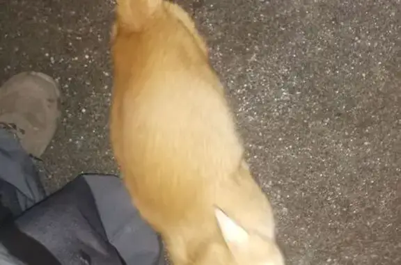 Найдена кошка, Москва, фото: Найдена кошка, Севанская улица, Москва - рыжая с белой грудкой