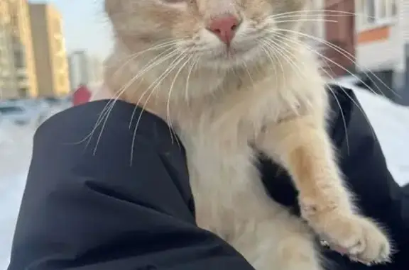 Найдена кошка, Тамбов, фото: Найден кот, 1-й Школьный проезд, 10, городской округ Тамбов - светло-рыжий, с ошейником