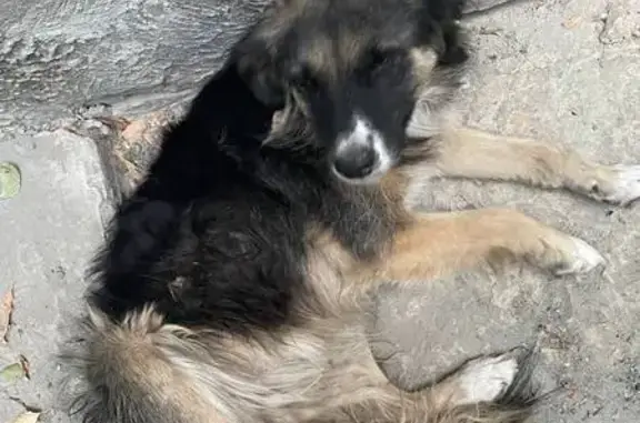 Пропала собака, Миллеровская улица, 34, Саратов - взрослая, дружелюбная, с жёлтой биркой - photo