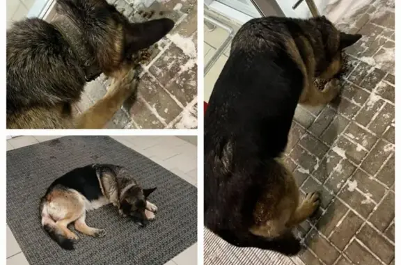 Найдена собака, Зеленодольск, фото: Найдена собака, улица Гоголя, 55, Зеленодольск - овчарка с ошейником