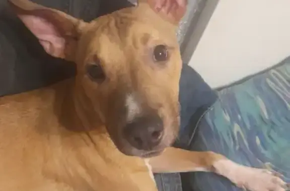 Пропал собака, мужской, Лесопильная улица, 72, Калининград - страдает аллергией - photo