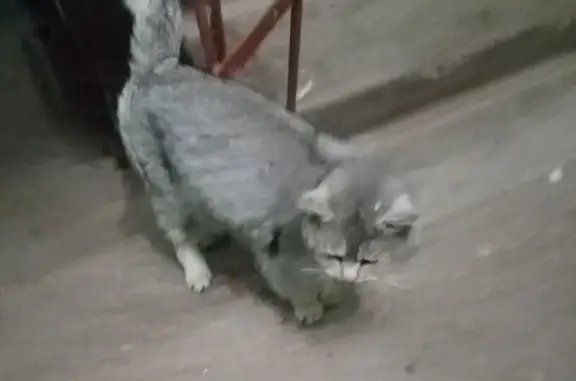 Найдена кошка, Бугульма, фото: Найдена кошка, улица Джалиля, 43, Бугульма