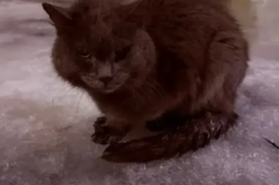 Объявления о пропавших и найденных животных, Нижний Новгород, фото: Найден кот, улица Кима, 198, Нижний Новгород - ласковое животное в истощенном состоянии