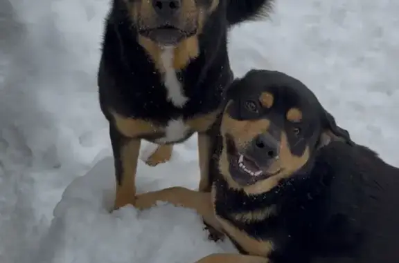 Пропала собака, мужской, Первомайская улица, 35, Завьялово - два кобеля Гриша и Миша - photo