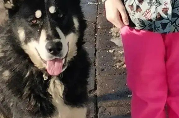 Найдена собака, Савватьево, фото: Найден собака, Рождествено, 1-е Мая, Ильинское, 33А, Савватьево - чёрная