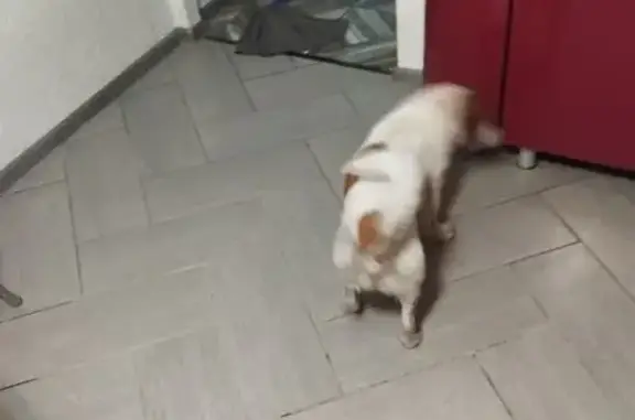 Найдена собака, Тамбов, фото: Найден собака, мужской, Астраханская улица, 175/14, городской округ Тамбов