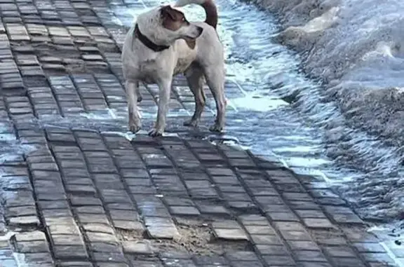 Пропал собака, 9, Суханово, Суханово - джек рассел с красным ошейником - photo