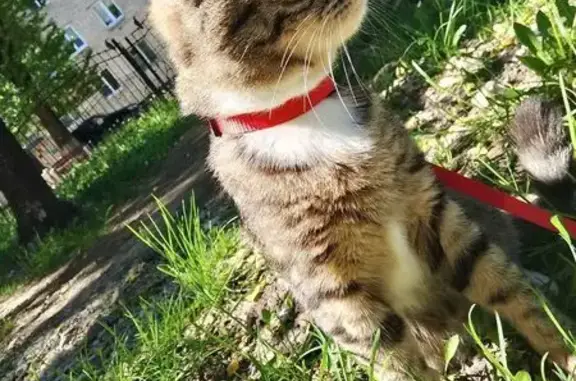 Пропала кошка, Нехинская улица, 126, Великий Новгород - полосатая с белым животиком - photo