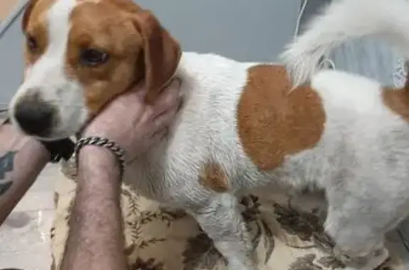 Найдена собака, Тамбов, фото: Найден собака, мужской, Астраханская улица, 175/24, Тамбов