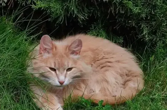 Пропала кошка, Песчаная улица, 9, Истра - рыжая, порода сибирская - photo