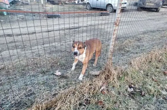 Найдена собака, Надежда, фото: Найден собака, Молодёжная улица, Надежда - уши и хвост купированы