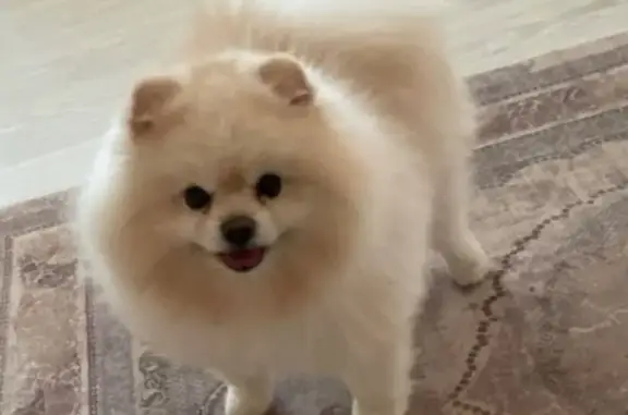 Пропал собака, проспект Героев Североморцев, Мурманск - бежевый шпиц немецкий - photo