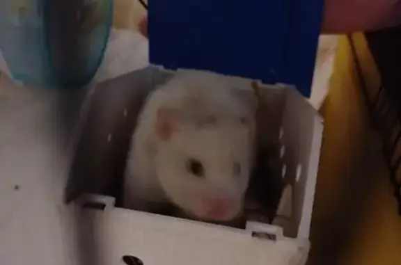 Объявления о пропавших и найденных животных, Москва, фото: Найден другой, Волгоградский проспект (дублёр), 131 к4, Москва - белый крупный хомяк