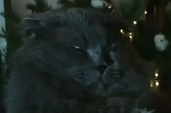 Пропал кот, переулок Калинина, Стародеревянковская - серый пушистый вислоухий - photo