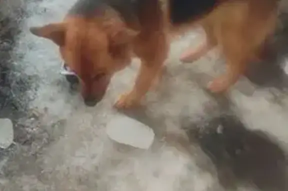 Найдена собака, Нижний Новгород, фото: Найдена собака, проспект Ленина, 75, Нижний Новгород - вероятно потерялась