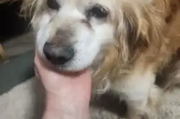 Найдена собака, Тарусский район, фото: Найден собака, Тарусский район