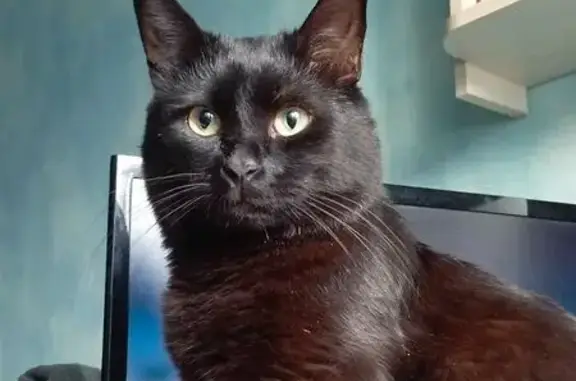 Пропал кот, улица Пожарского, 25, Дзержинск - бенгальский окрас - photo