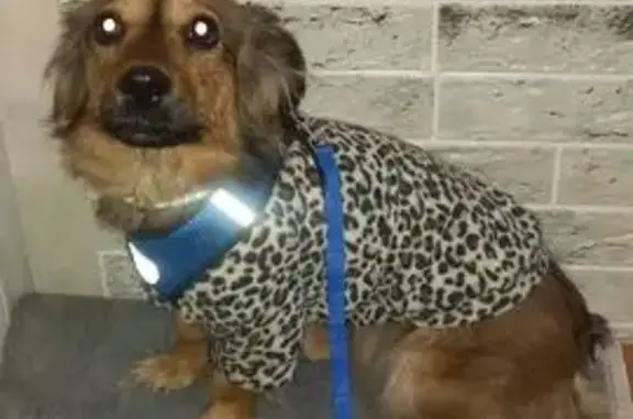 Пропала собака, Спасск-Дальний, Приморский край - photo