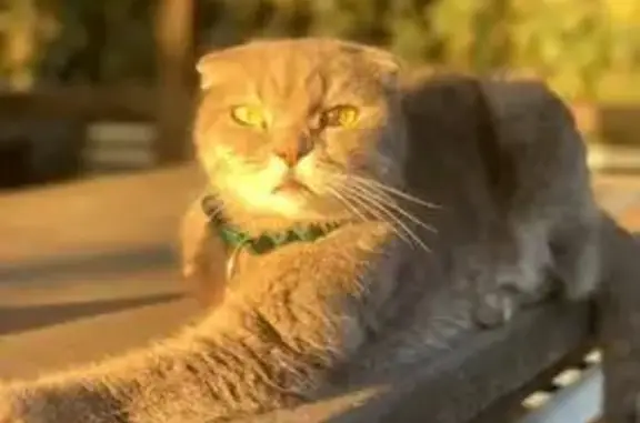 Пропал кот, Черновицкая улица, 6, Верхневеcелое - серый веслоухий с зелёным ошейником - photo