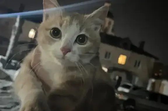 Найдена кошка, Липецк, фото: Найдена кошка, Студёновская улица, 31, Липецк - умная и плачет