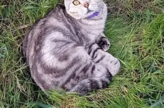 Пропал кот, Пионерская улица, 31, Карагали - вислоухий шотландский - photo