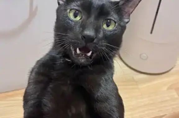 Пропал кот, Парковая улица, 20 к3 с4, Петергоф - худой, полностью чёрный - photo