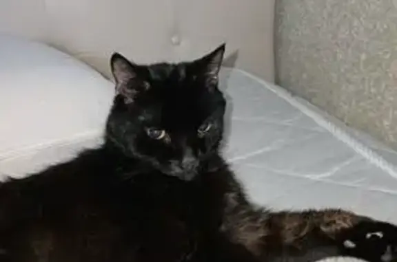 Пропал кот, Бирюлёвская улица, 44/6, Москва - чёрный, 16 лет - photo